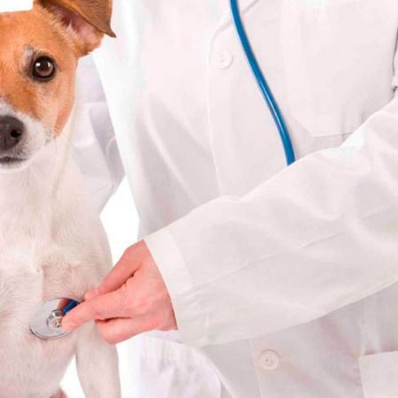 Auxiliar de Veterinário – Cães e Gatos