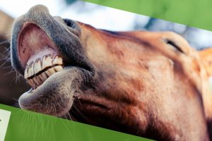 odontologia-cavalos
