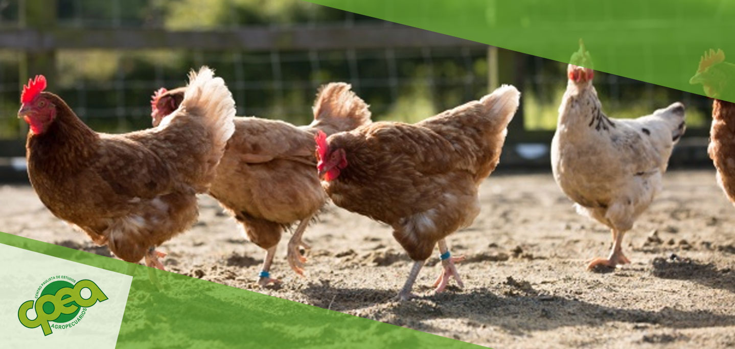Saiba quais instalações favorecem o bem-estar de frangos de corte