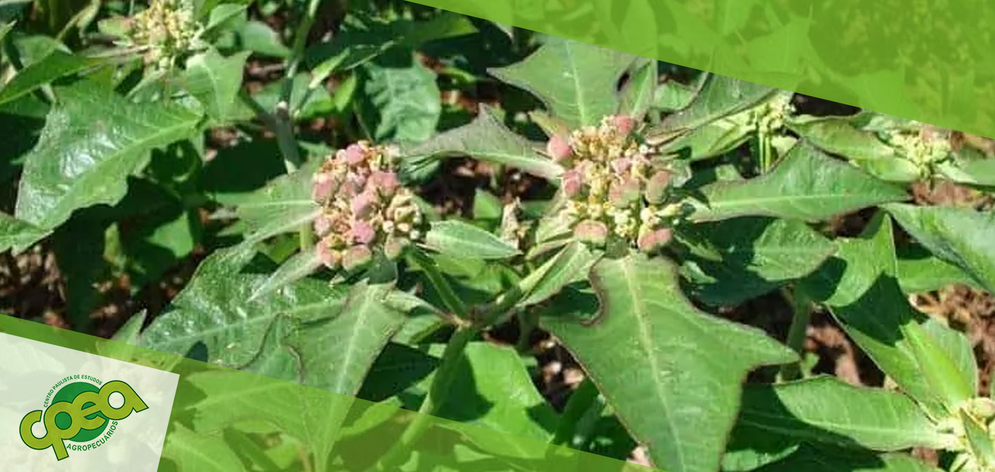 Dicas para Controle de Plantas Daninha do Algodão