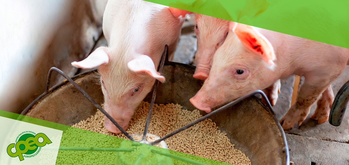 A Importância do Fósforo na Nutrição de Aves e Suínos