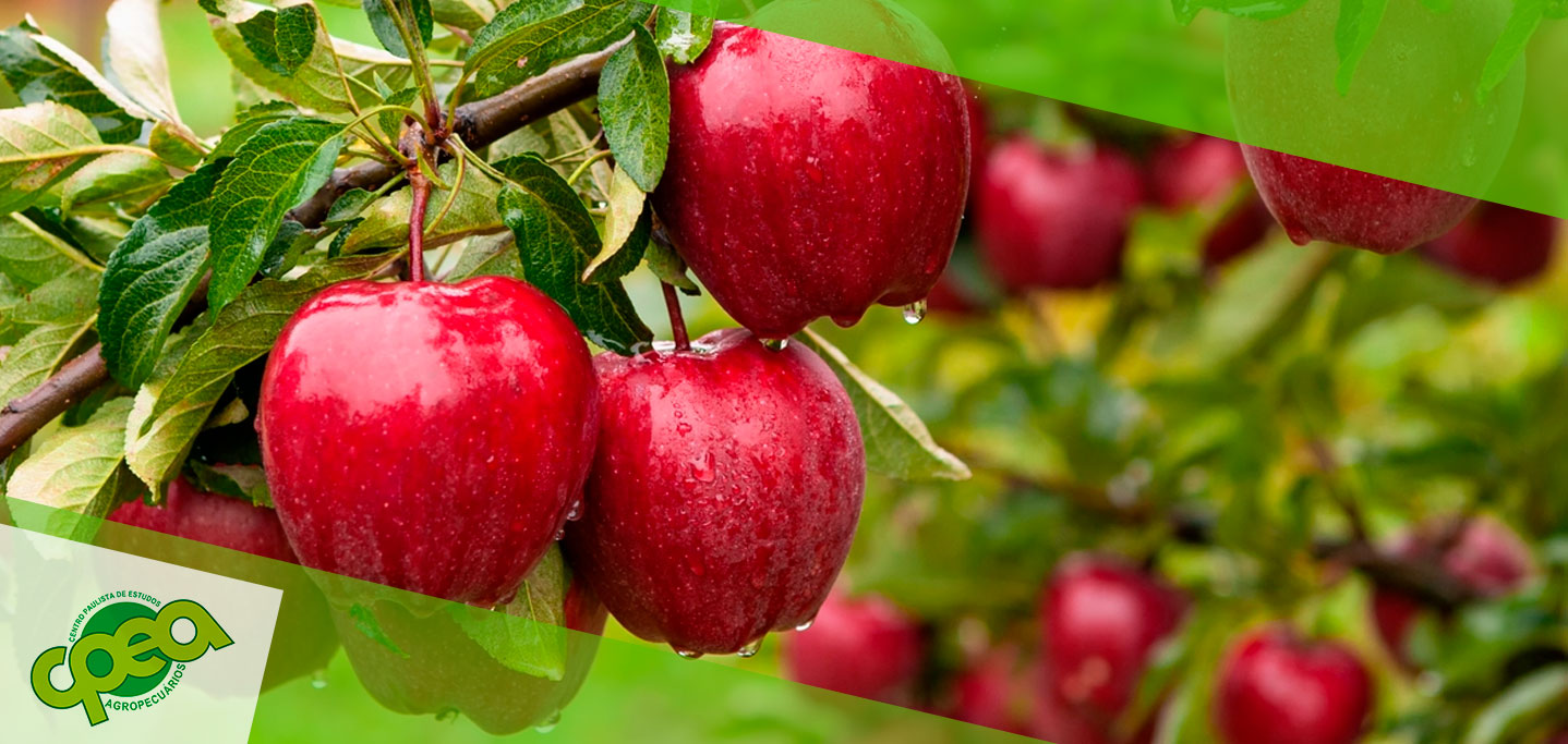 Escolhendo as Melhores Espécies e Variedades de Frutas para o seu Pomar