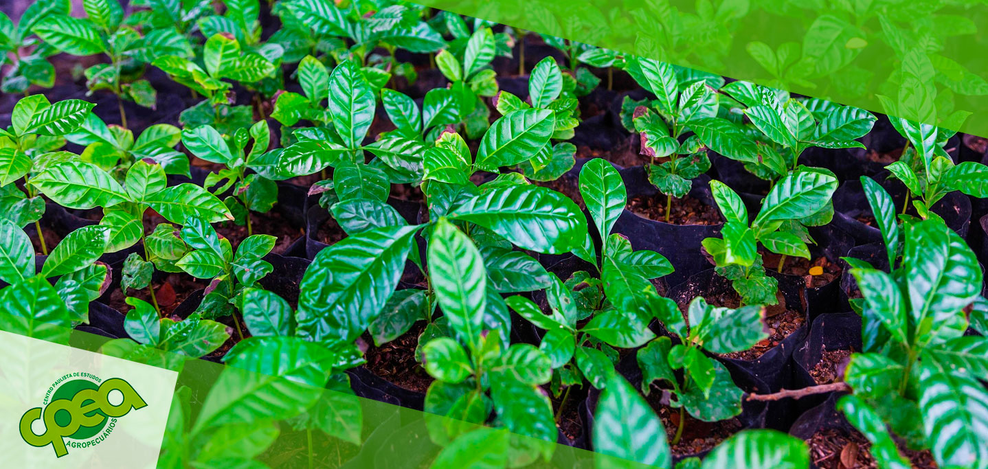 Viveiro de Café: A Base Sólida para um Cultivo de Sucesso