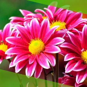 Fertilizantes para flores: veja como adubar o seu jardim