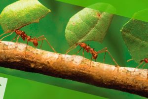 formigas-cortadeiras