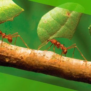 Como Combater as Formigas Cortadeiras