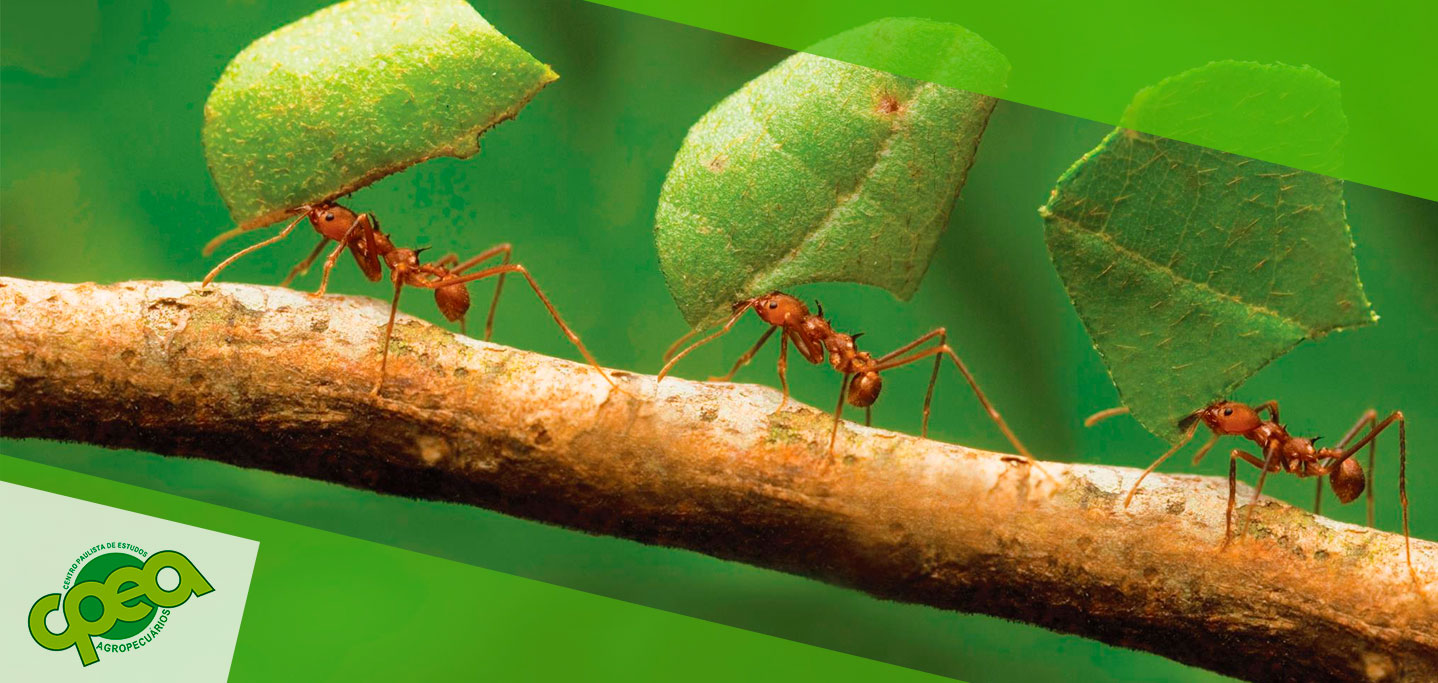 Como Combater as Formigas Cortadeiras
