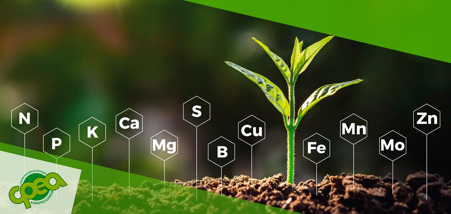 Fatores que Interferem na Absorção de Nutrientes das Plantações