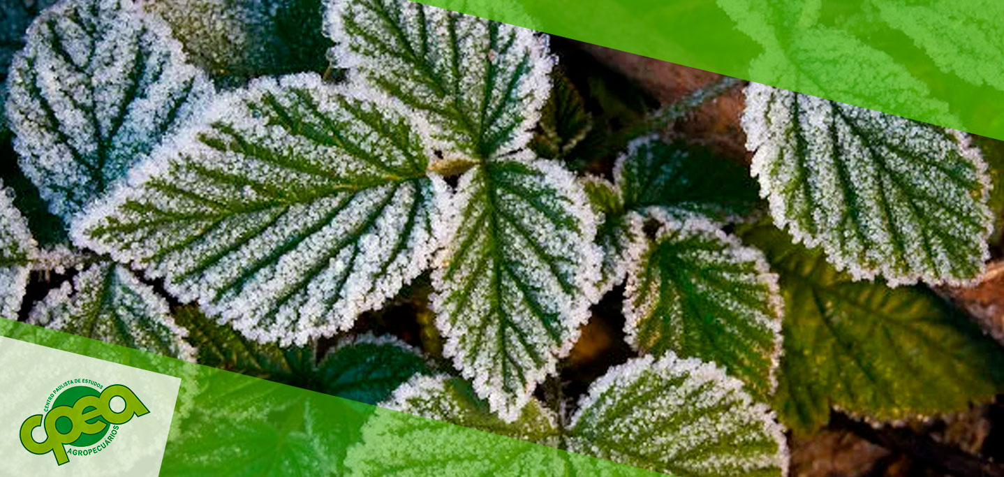 Manejo e Fisiologia das Plantas e o Impacto das Geadas