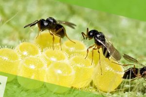 agentes-biologicos