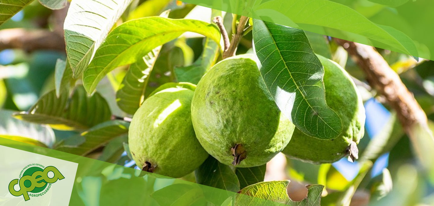 Cuidados com a Plantação de Goiaba