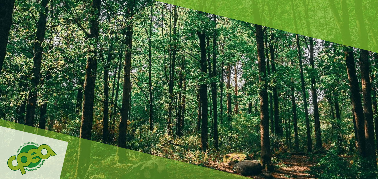 Silvicultura: Manejo Sustentável das Florestas para o Futuro