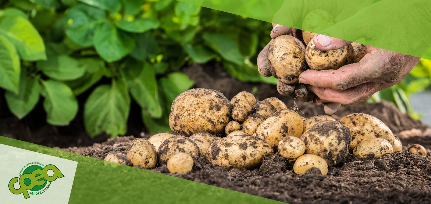 Podridão de Esclerotínia: Prevenção e Tratamento na Batata