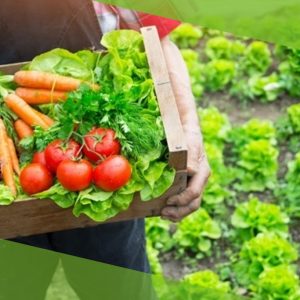 Olericultura: A base da produção de hortaliças