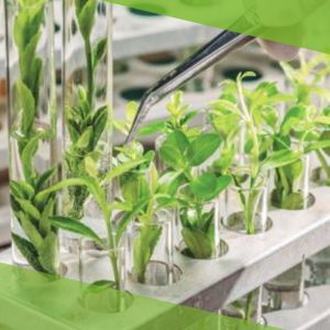 Bioinsumos: O Futuro Sustentável da Agricultura Moderna