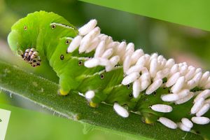 lagartas-com-parasitóides-de-ovos