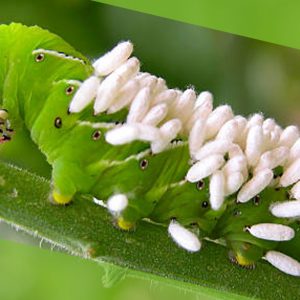 O Manejo de Lagartas com Parasitóides de Ovos