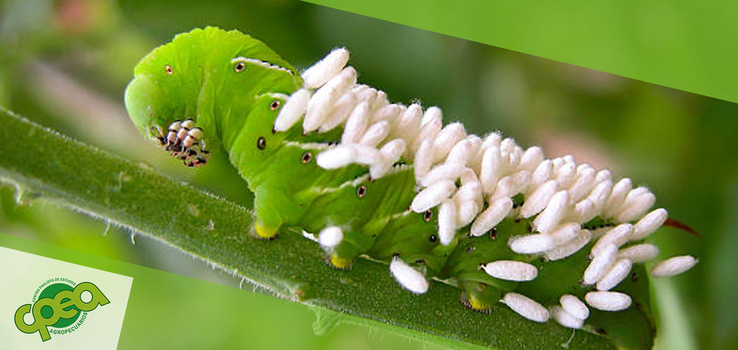 O Manejo de Lagartas com Parasitóides de Ovos