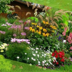 Cuidados com Plantas Ornamentais