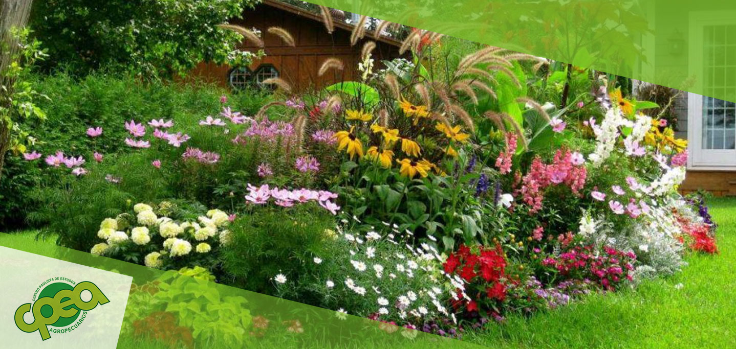 Cuidados com Plantas Ornamentais