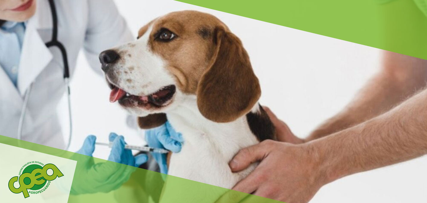 Vacina Antirrábica: Importância, Benefícios e Cuidados com o Pet