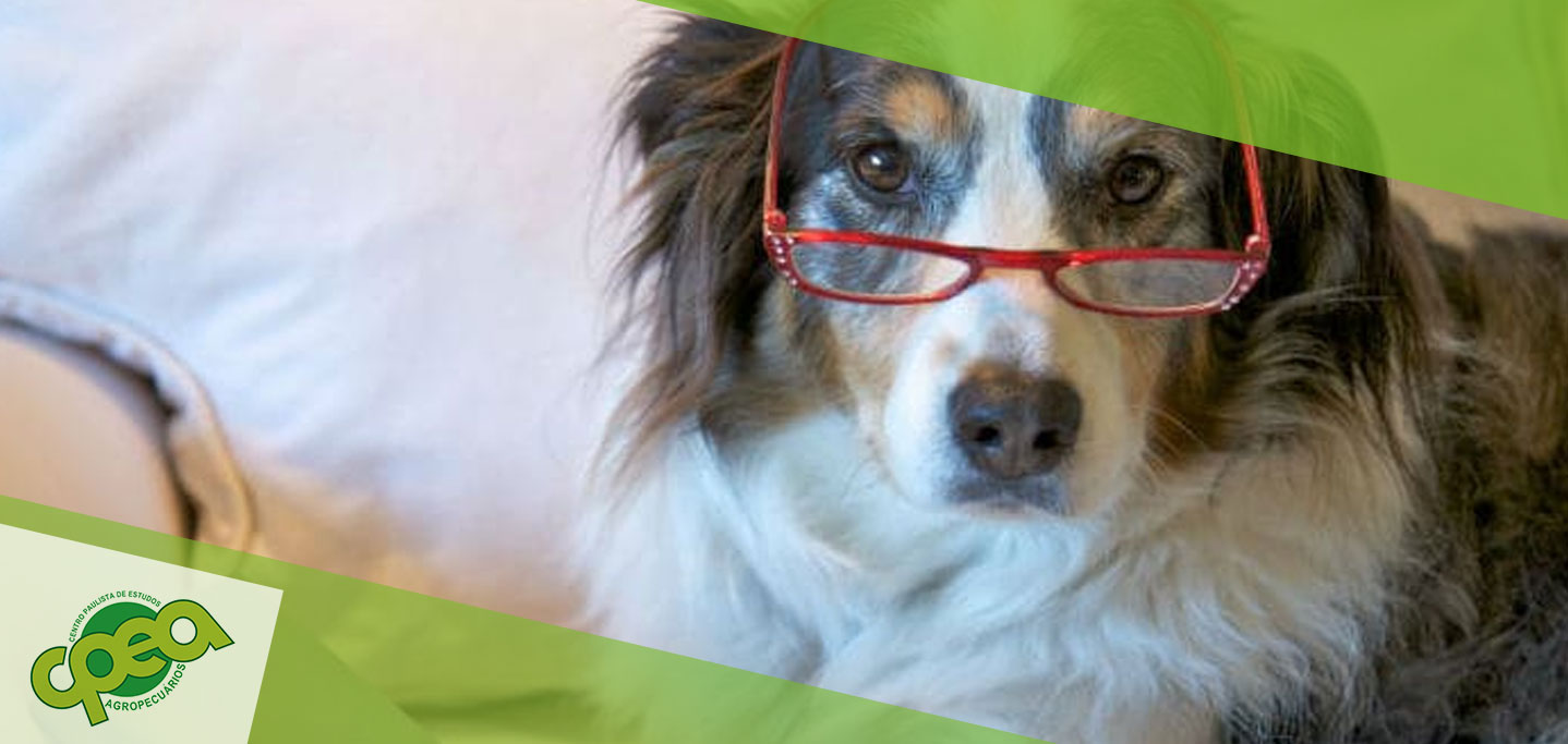 Cuidados Essenciais para Pets Idosos