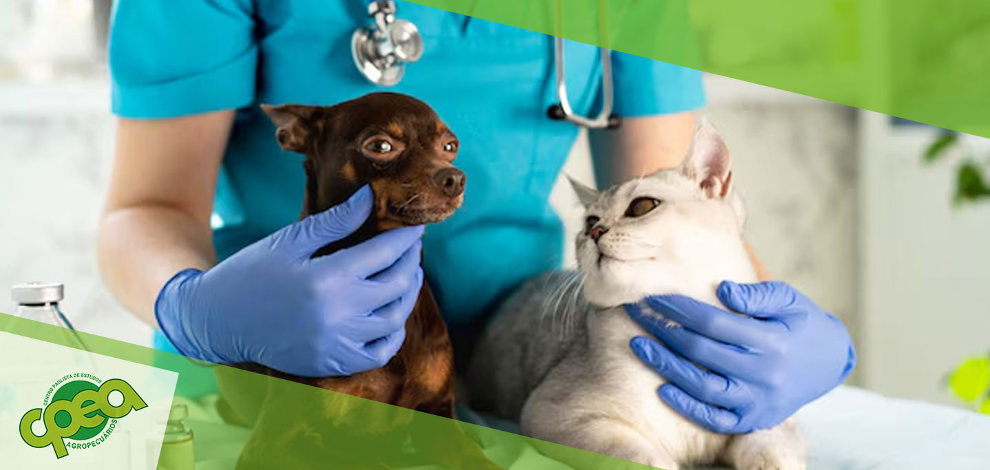 Auxiliar Veterinário: Guia Completo para Quem Quer Trabalhar com Cães e Gatos