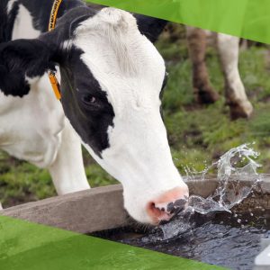 Estresse térmico: como o calor afeta plantas e animais