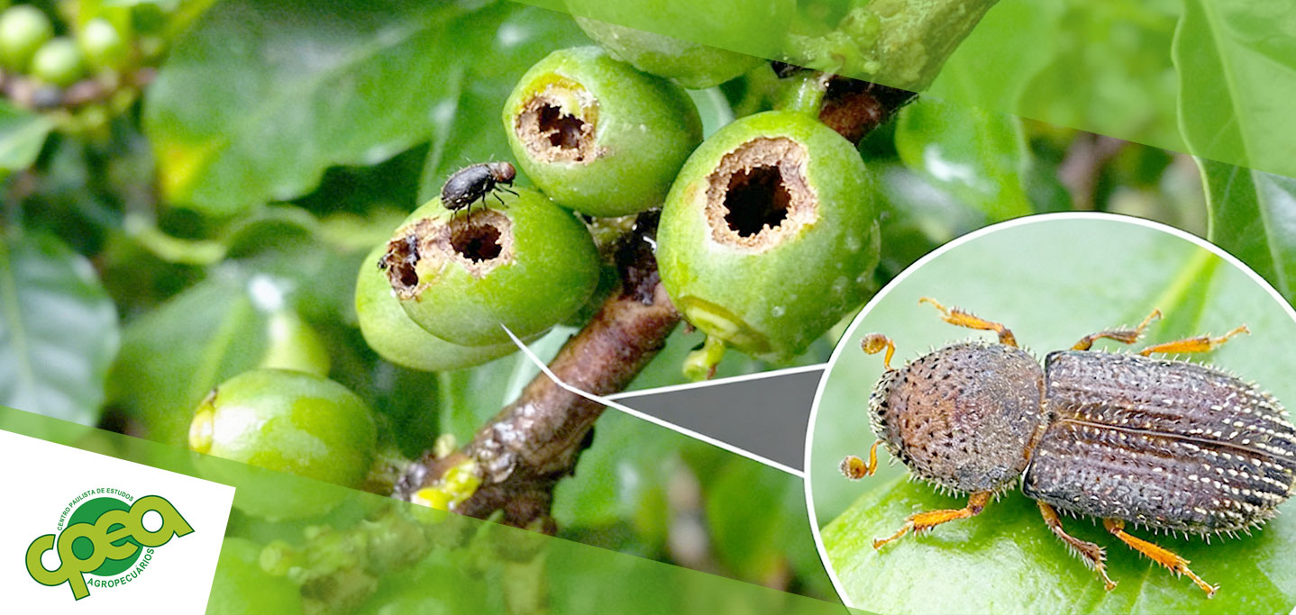 Broca-do-café: sintomas e soluções para proteger sua lavoura