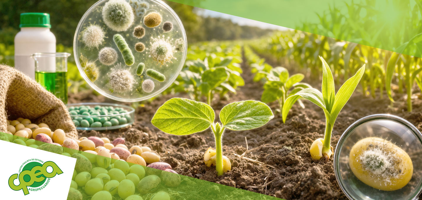 Patologia das Sementes: Entenda Como Doenças Afetam a Qualidade e a Produtividade Agrícola