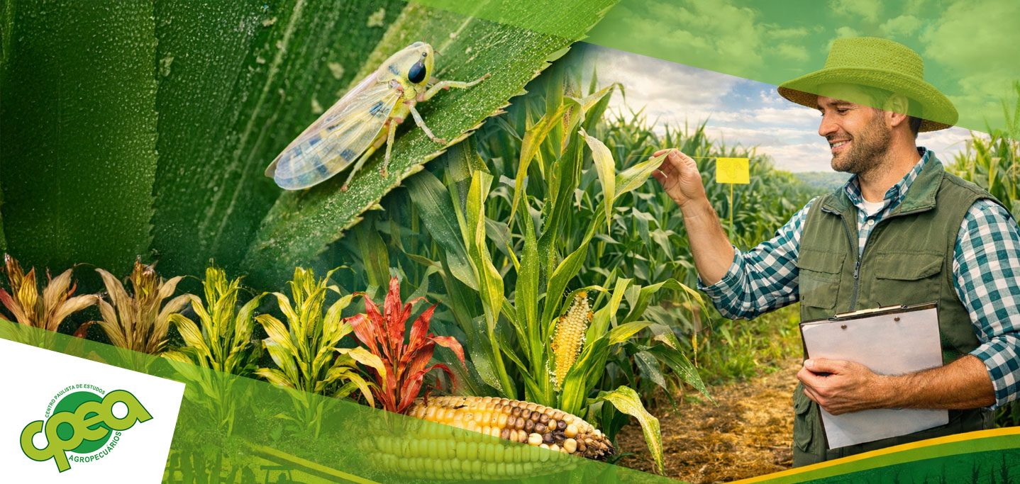 Cigarrinha-do-milho e o complexo de enfezamento: sintomas, danos e estratégias de manejo