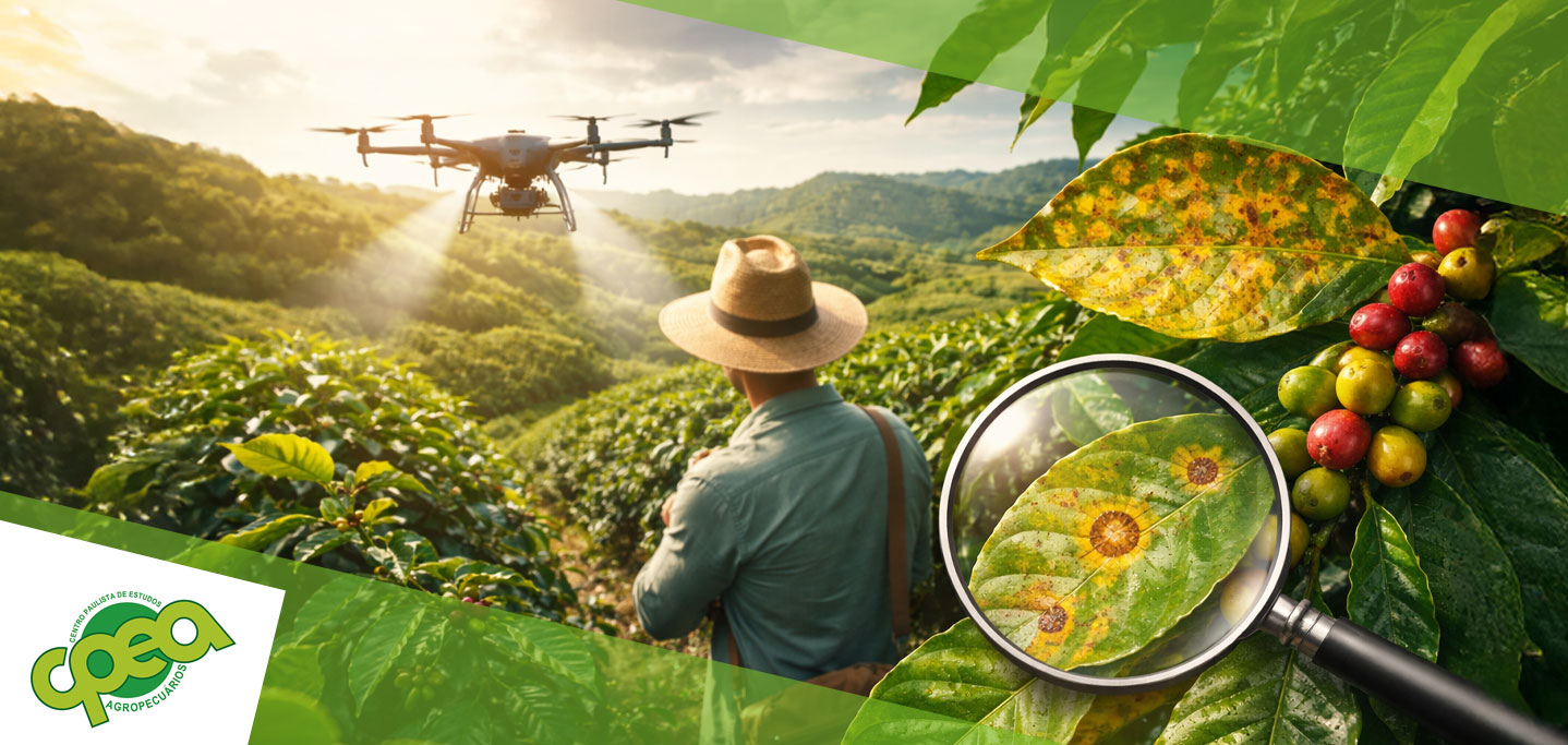Doenças do café: sintomas, prevenção e controle na lavoura