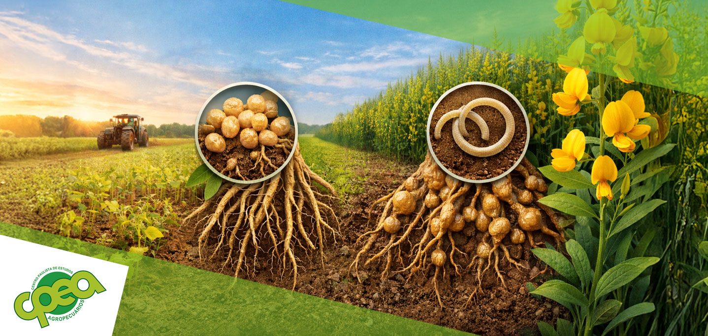 Como combater nematoides com crotalária?