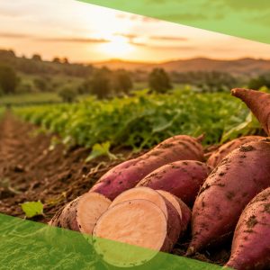 Batata-Doce: Uma Cultura Promissora Para Pequenos Produtores