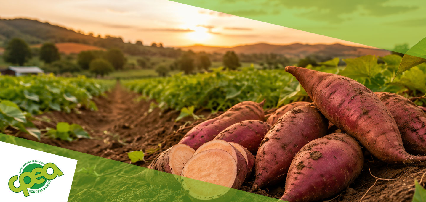 Batata-Doce: Uma Cultura Promissora Para Pequenos Produtores