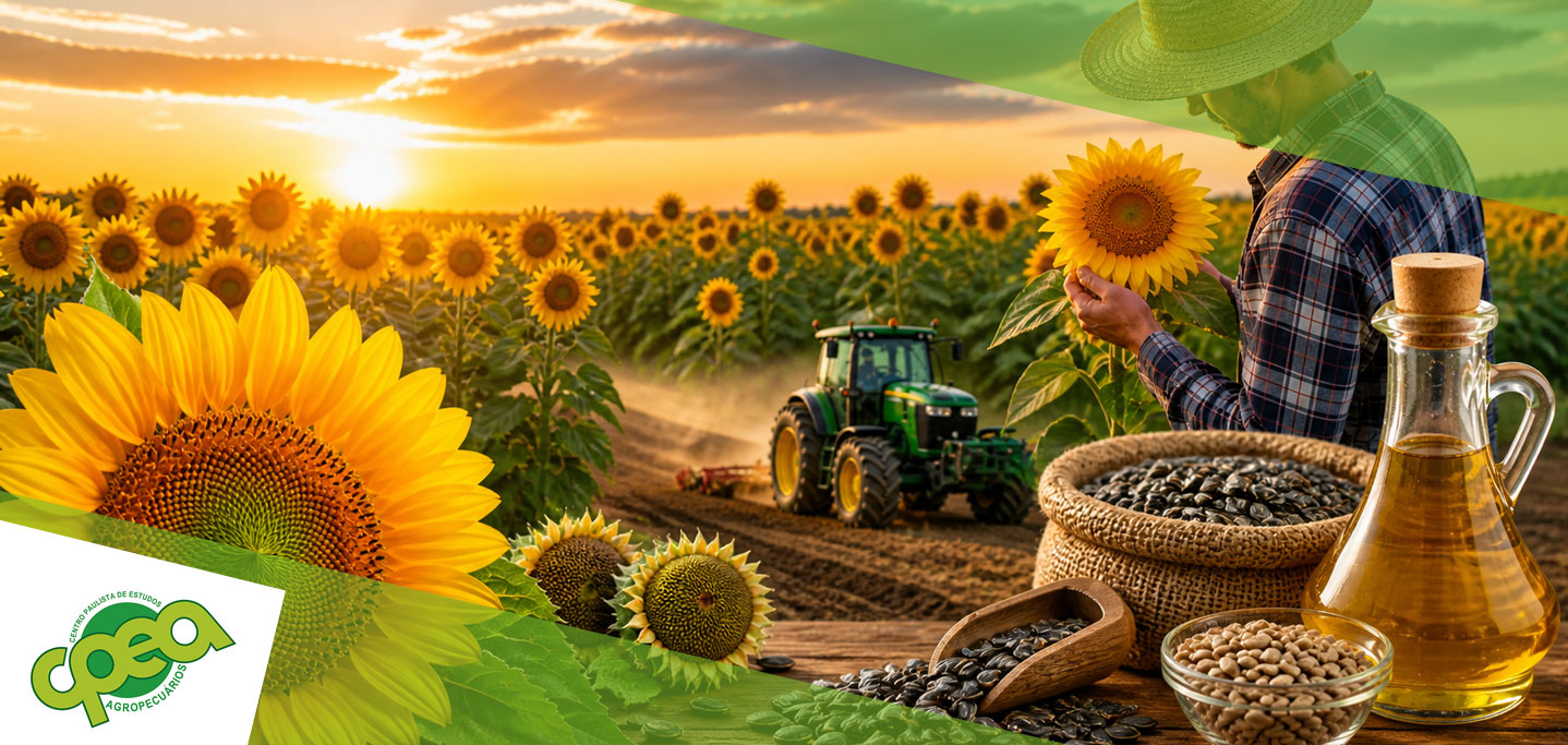 Cultivo de Girassol: Uma Alternativa Agrícola Rentável