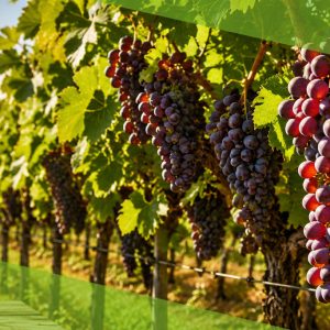 Produção de Uvas: Manejo para Qualidade e Produtividade