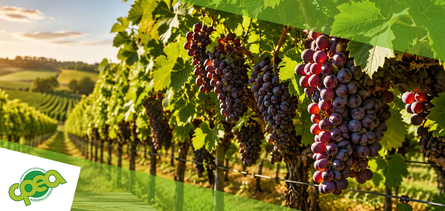 Produção de Uvas: Manejo para Qualidade e Produtividade