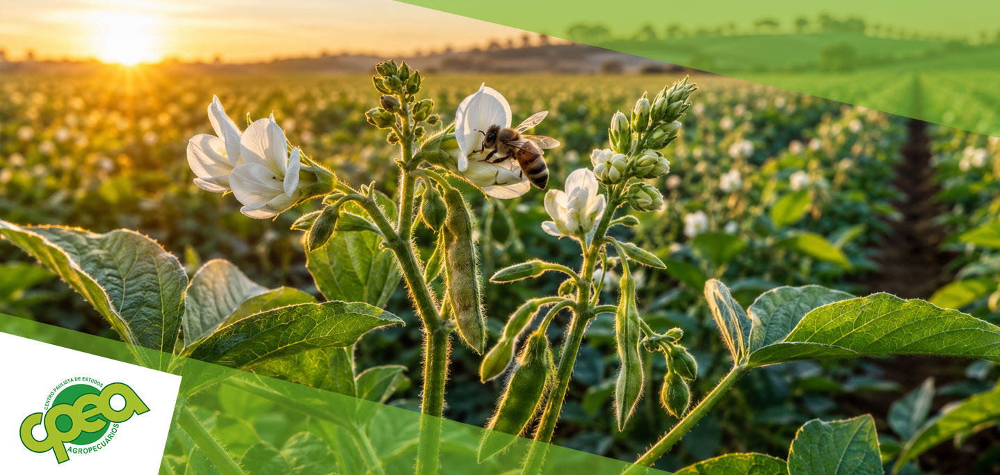 Como melhorar o pegamento floral nas culturas agrícolas